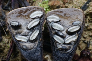  ( - FDS-CA-00709)  @11 [ ] by-nc (2024) Taye Bright Fungal Diversity Survey
