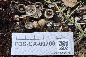  ( - FDS-CA-00709)  @11 [ ] by-nc (2024) Taye Bright Fungal Diversity Survey