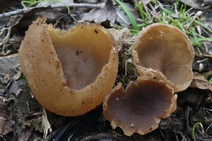  (Peziza sp. CA03 - FDS-CA-00711)  @11 [ ] by-nc (2024) Taye Bright Fungal Diversity Survey