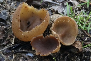  ( - FDS-CA-00711)  @11 [ ] by-nc (2024) Taye Bright Fungal Diversity Survey