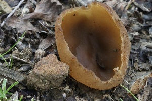  ( - FDS-CA-00711)  @11 [ ] by-nc (2024) Taye Bright Fungal Diversity Survey