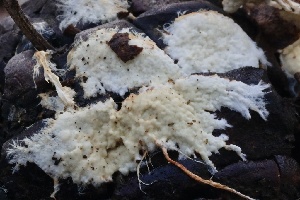  (Phanerochaete sp. CA06 - FDS-CA-00712)  @11 [ ] by-nc (2024) Taye Bright Fungal Diversity Survey