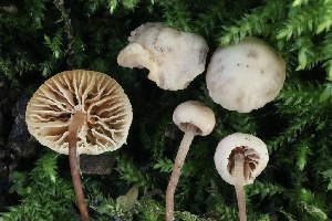  ( - FDS-CA-00713)  @11 [ ] by-nc (2024) Taye Bright Fungal Diversity Survey