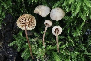  ( - FDS-CA-00713)  @11 [ ] by-nc (2024) Taye Bright Fungal Diversity Survey