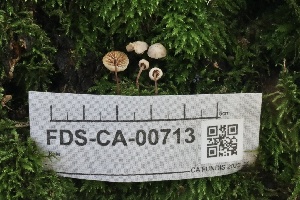  ( - FDS-CA-00713)  @11 [ ] by-nc (2024) Taye Bright Fungal Diversity Survey