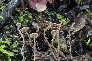  ( - FDS-CA-00715)  @11 [ ] by-nc (2024) Taye Bright Fungal Diversity Survey