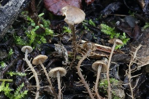  ( - FDS-CA-00715)  @11 [ ] by-nc (2024) Taye Bright Fungal Diversity Survey