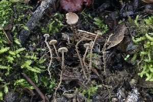  ( - FDS-CA-00715)  @11 [ ] by-nc (2024) Taye Bright Fungal Diversity Survey