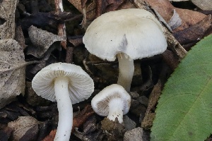  ( - FDS-CA-00716)  @11 [ ] by-nc (2024) Taye Bright Fungal Diversity Survey