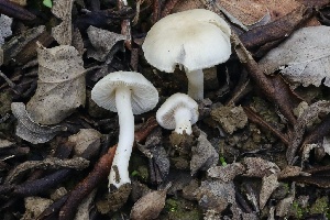  ( - FDS-CA-00716)  @11 [ ] by-nc (2024) Taye Bright Fungal Diversity Survey