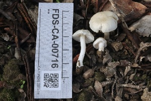  ( - FDS-CA-00716)  @11 [ ] by-nc (2024) Taye Bright Fungal Diversity Survey