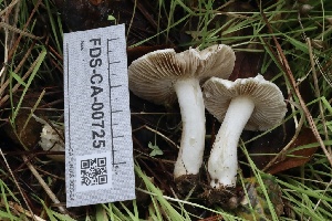  ( - FDS-CA-00725)  @11 [ ] by-nc (2024) Taye Bright Fungal Diversity Survey