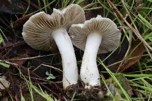  ( - FDS-CA-00725)  @11 [ ] by-nc (2024) Taye Bright Fungal Diversity Survey