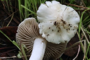  ( - FDS-CA-00725)  @11 [ ] by-nc (2024) Taye Bright Fungal Diversity Survey