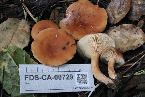  ( - FDS-CA-00729)  @11 [ ] by-nc (2024) Taye Bright Fungal Diversity Survey