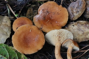  ( - FDS-CA-00729)  @11 [ ] by-nc (2024) Taye Bright Fungal Diversity Survey