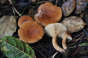  ( - FDS-CA-00729)  @11 [ ] by-nc (2024) Taye Bright Fungal Diversity Survey