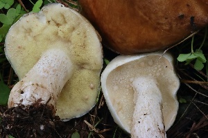  ( - FDS-CA-00730)  @11 [ ] by-nc (2024) Taye Bright Fungal Diversity Survey