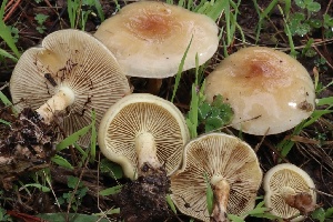  ( - FDS-CA-00739)  @11 [ ] by-nc (2024) Taye Bright Fungal Diversity Survey