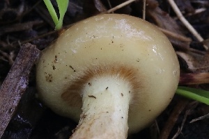  ( - FDS-CA-00739)  @11 [ ] by-nc (2024) Taye Bright Fungal Diversity Survey