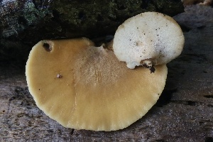  ( - FDS-CA-00735)  @11 [ ] by-nc (2024) Taye Bright Fungal Diversity Survey
