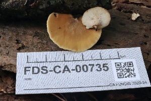  ( - FDS-CA-00735)  @11 [ ] by-nc (2024) Taye Bright Fungal Diversity Survey
