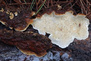  ( - FDS-CA-00800)  @11 [ ] by-nc (2024) Taye Bright Fungal Diversity Survey