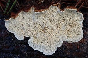  ( - FDS-CA-00800)  @11 [ ] by-nc (2024) Taye Bright Fungal Diversity Survey