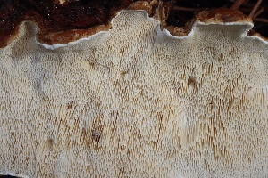  ( - FDS-CA-00800)  @11 [ ] by-nc (2024) Taye Bright Fungal Diversity Survey