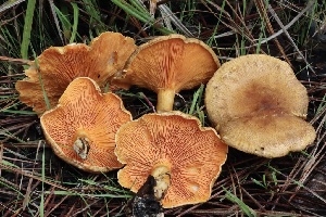  (Hygrophoropsis sp. PNW06 - FDS-CA-00741)  @11 [ ] by-nc (2024) Taye Bright Fungal Diversity Survey