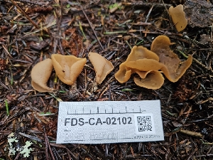 ( - FDS-CA-02102)  @11 [ ] by (2024) Mandy Hackney Fungal Diversity Survey