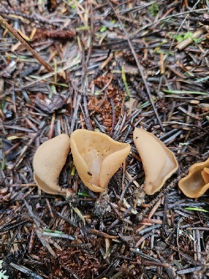  ( - FDS-CA-02102)  @11 [ ] by (2024) Mandy Hackney Fungal Diversity Survey