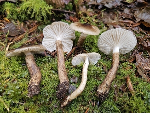  (Hygrophorus whitei - FDS-CA-02200)  @11 [ ] by (2024) Mandy Hackney Fungal Diversity Survey