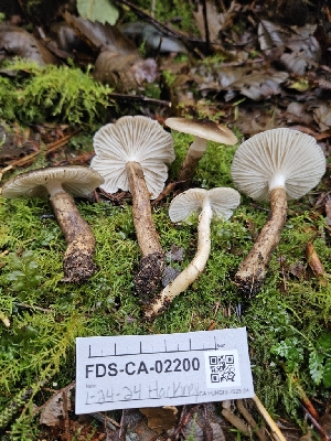  ( - FDS-CA-02200)  @11 [ ] by (2024) Mandy Hackney Fungal Diversity Survey