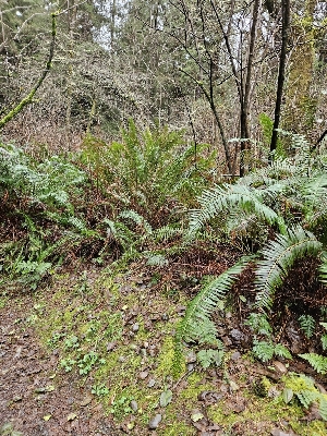  ( - FDS-CA-02200)  @11 [ ] by (2024) Mandy Hackney Fungal Diversity Survey