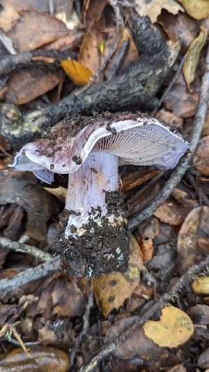  ( - FDS-CA-01706)  @11 [ ] c (2024) Michelle C. Torres-Grant Fungal Diversity Survey