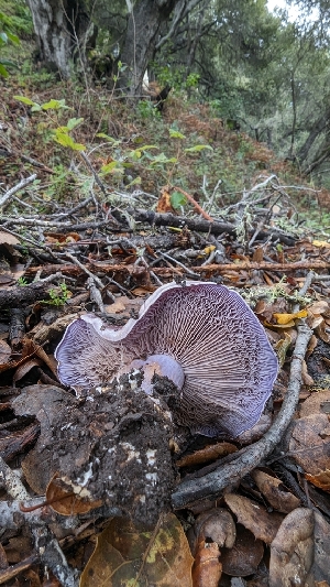  ( - FDS-CA-01706)  @11 [ ] c (2024) Michelle C. Torres-Grant Fungal Diversity Survey