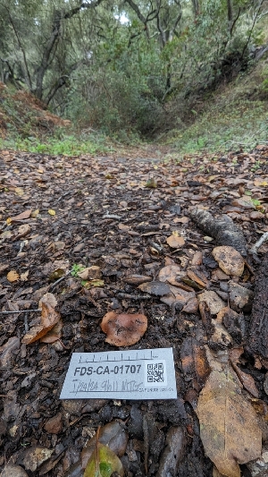  (Cortinarius sp. CA61 - FDS-CA-01707)  @11 [ ] c (2024) Michelle C. Torres-Grant Fungal Diversity Survey
