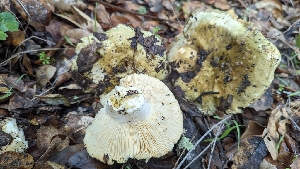 ( - FDS-CA-01708)  @11 [ ] c (2024) Michelle C. Torres-Grant Fungal Diversity Survey