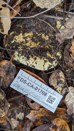  ( - FDS-CA-01708)  @11 [ ] c (2024) Michelle C. Torres-Grant Fungal Diversity Survey
