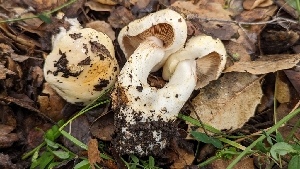  ( - FDS-CA-01713)  @11 [ ] c (2024) Michelle C. Torres-Grant Fungal Diversity Survey