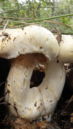  ( - FDS-CA-01713)  @11 [ ] c (2024) Michelle C. Torres-Grant Fungal Diversity Survey