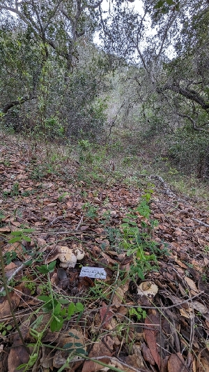  ( - FDS-CA-01713)  @11 [ ] c (2024) Michelle C. Torres-Grant Fungal Diversity Survey