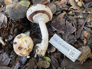  ( - FDS-CA-00579)  @11 [ ] by-nc (2024) Damon Tighe Fungal Diversity Survey