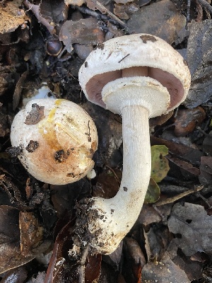  ( - FDS-CA-00579)  @11 [ ] by-nc (2024) Damon Tighe Fungal Diversity Survey