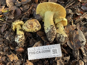  ( - FDS-CA-00580)  @11 [ ] by-nc (2024) Damon Tighe Fungal Diversity Survey