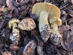  ( - FDS-CA-00580)  @11 [ ] by-nc (2024) Damon Tighe Fungal Diversity Survey