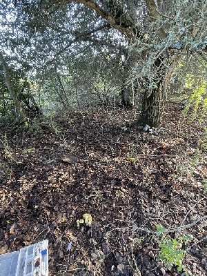  ( - FDS-CA-00580)  @11 [ ] by-nc (2024) Damon Tighe Fungal Diversity Survey