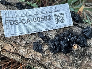  ( - FDS-CA-00582)  @11 [ ] by-nc (2024) Damon Tighe Fungal Diversity Survey