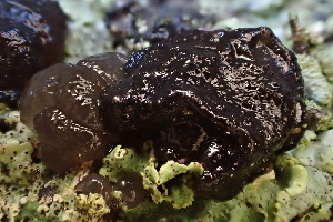  ( - FDS-CA-00582)  @11 [ ] by-nc (2024) Damon Tighe Fungal Diversity Survey